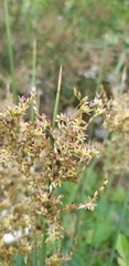 Juncus textilis