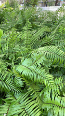 Nephrolepis biserrata
