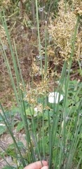 Juncus textilis