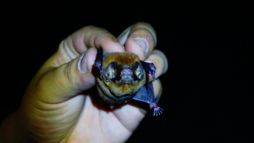 Ghost-faced Bat