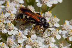 Scolia sexmaculata
