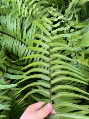 Nephrolepis biserrata