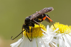 Episyron rufipes