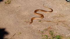 Conophis lineatus
