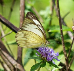 Ascia monuste orseis