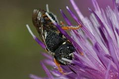 Pseudoanthidium nanum