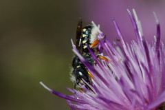 Pseudoanthidium nanum