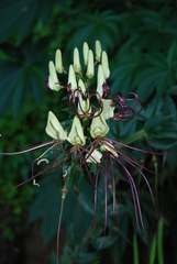 Cleome magnifica