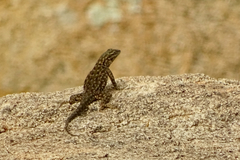 Sceloporus jarrovii