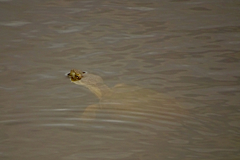 Kinosternon durangoense