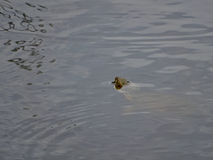 Kinosternon durangoense