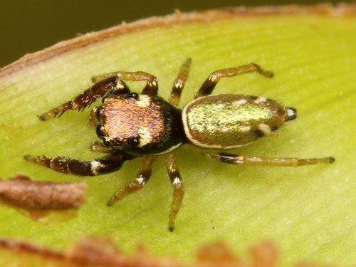 Buttonhook Leafbeetle Jumping Spider