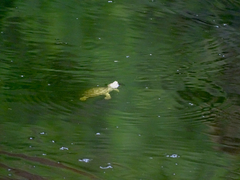 Kinosternon durangoense