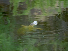 Kinosternon durangoense