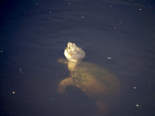 Durango Mud Turtle
