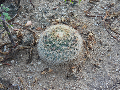 Mammillaria grusonii
