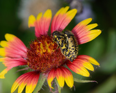 Acmaeodera mixta