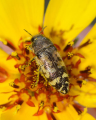 Acmaeodera mixta