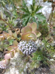 Hylotelephium anacampseros