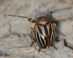 Phylloscelis atra