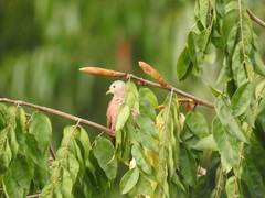 Columbina talpacoti