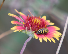 Acmaeodera mixta