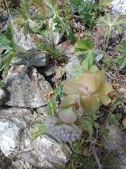 Hylotelephium anacampseros