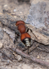 Dasymutilla creon