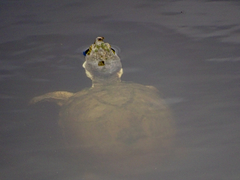 Kinosternon durangoense