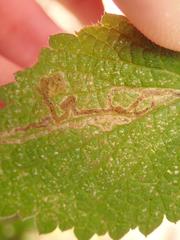 Amauromyza morionella