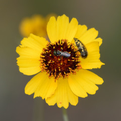 Acmaeodera mixta