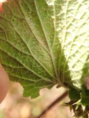 Amauromyza morionella