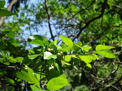 Crataegus persimilis