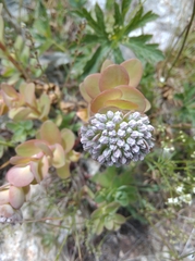 Hylotelephium anacampseros