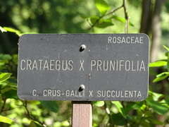 Crataegus persimilis