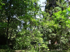 Crataegus persimilis