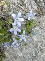 Campanula cenisia