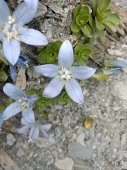 Campanula cenisia