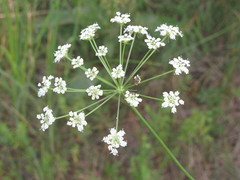 Peucedanum oreoselinum