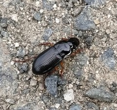 Harpalus atratus