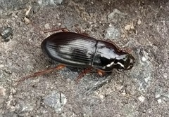 Harpalus atratus