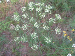 Peucedanum oreoselinum
