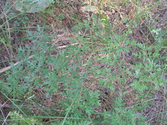 Peucedanum oreoselinum