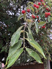 Malpighia mexicana