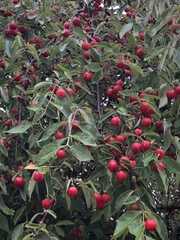 Malpighia mexicana