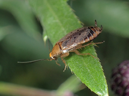 Dusky Cockroach