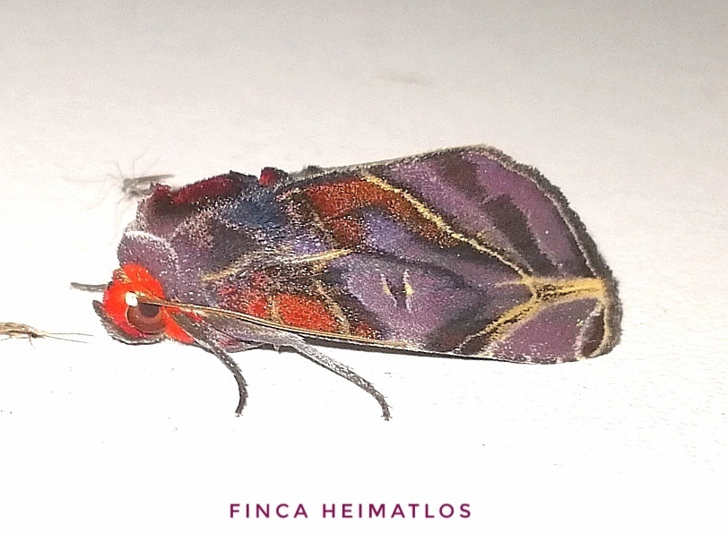 Hemicephalis alesa