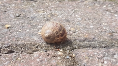 Cornu aspersum