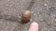 Cornu aspersum