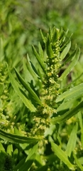 Rumex palustris